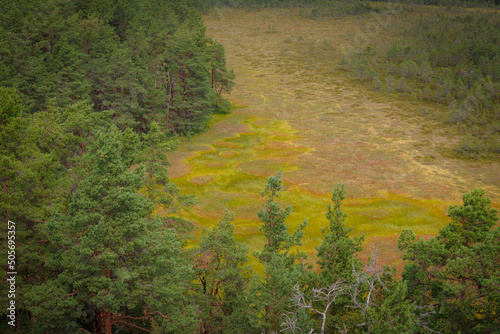 Aerial view of pines close to the swampland