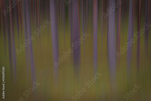 Pine tree trunks. Intentional camera motion. Motion blur. Abstract. Impressionizm. photo