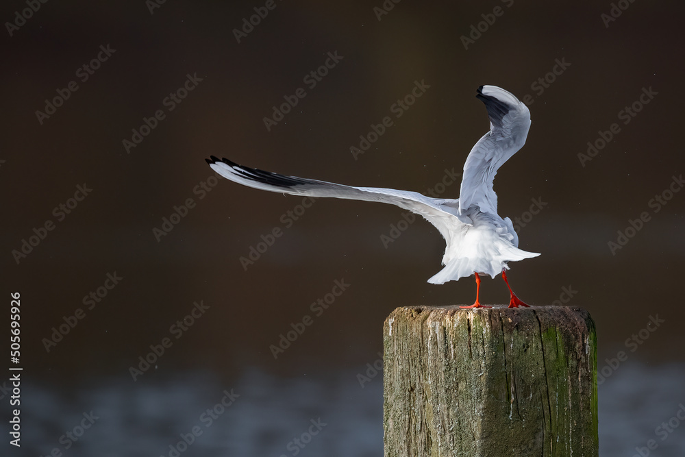 Fotografie Eine Lachmöwe (Chroicocephalus ridibundus)