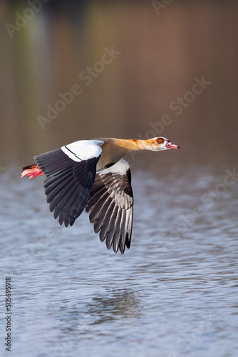 Konstfotografi Eine Nilgans im Flug