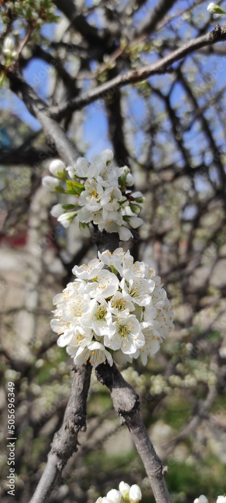 blooming cherry tree blooming cherry tree