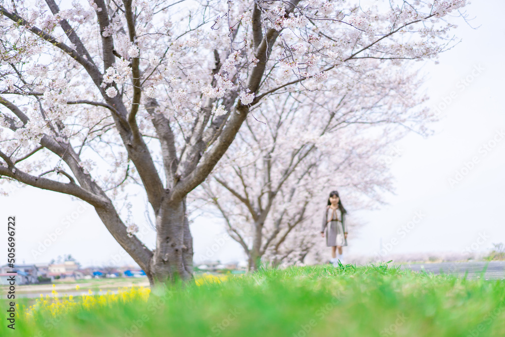 桜並木を歩くランドセルを背負った女の子