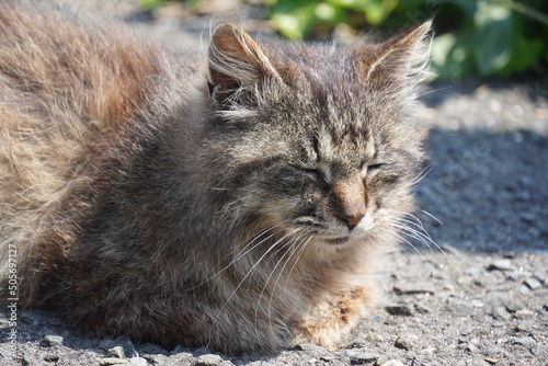 《宮城県》香箱座りで眠っている猫 photo