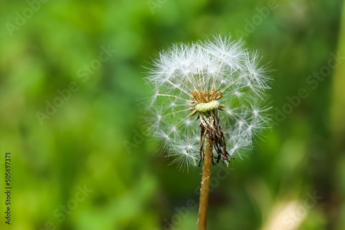 Dandelion seeds in the morning sunlight blows on a fresh green background. Tender dandelion parachutes blown away by the wind.