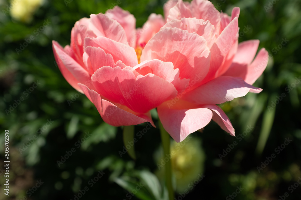 A single peony bud on blurred green leaves background at the sunny day, side view. Flower bud. Pink peony shot at close range for poster, calendar, post, copy space for your design or text