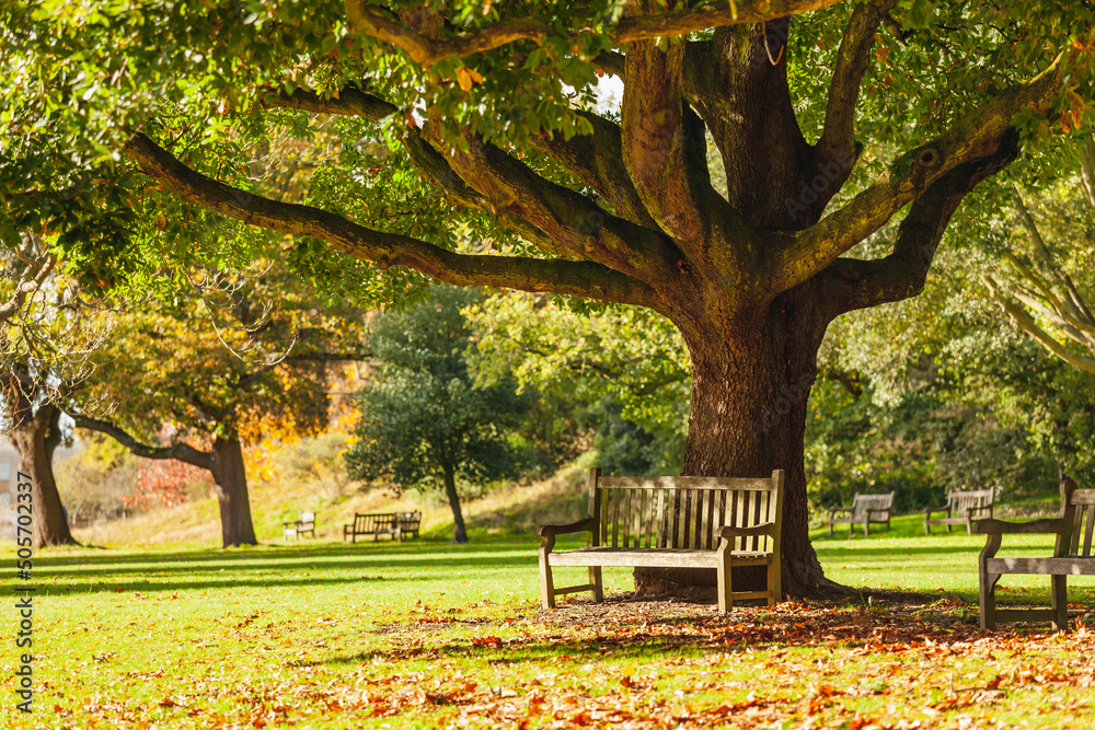 Bench under the tree in autumn park - obrazy, fototapety, plakaty 