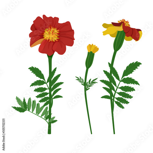 Set of red Marigold flowers isolated on white background. Vector illustration