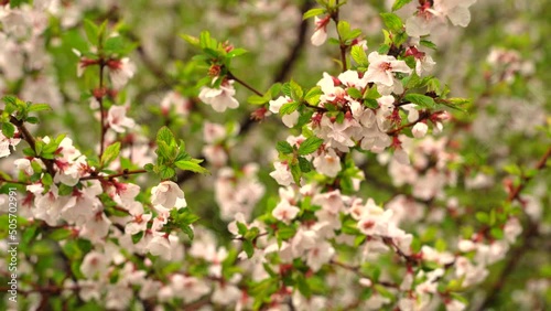 A cherry blossom bush on a windy cloudy day. It's early spring, there are clouds in the sky, it recently rained. Taken without a steadicam, with hands.
