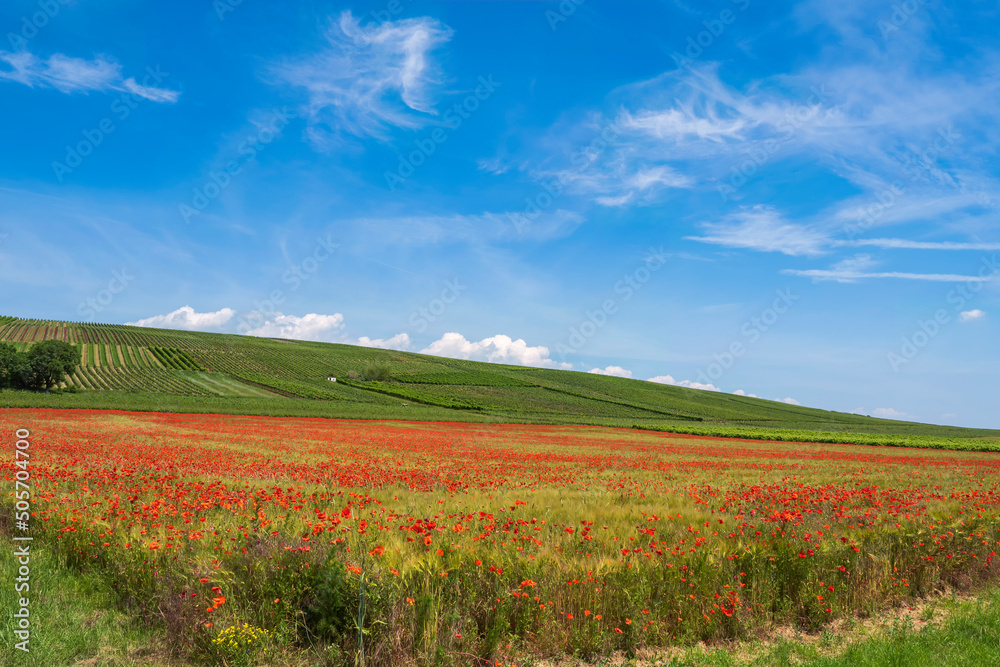 View over a bright red field of corn poppies in Rhineland-Palatinate/Germany under a blue sky