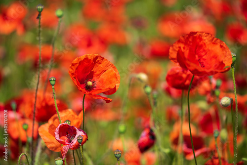 Several bright red flowers of the corn poppy in a field in Rhineland-Palatinate Germany