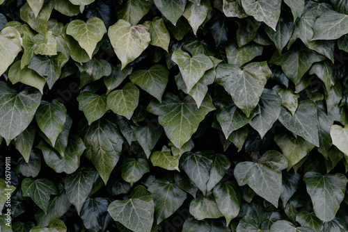Green ivy vine climbing the wall natural background
