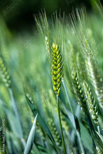 Close-up of green ears of wheat