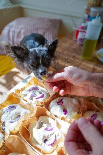 Dough balls, making focaccia bread with onion and olives. Cute chihuahua take part in cooking