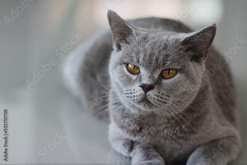 British shorthair cat. A beautiful domestic cat is resting in a light blue room, a gray Shorthair cat with yellow eyes looking at the camera.