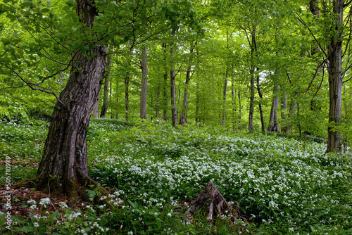 Mischwald, Buchen, alter Baumbestand, Barlach Waldboden, Knoblauchduft photo