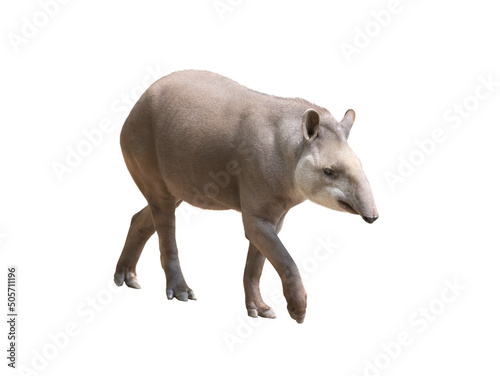 tapirus isolated on white background