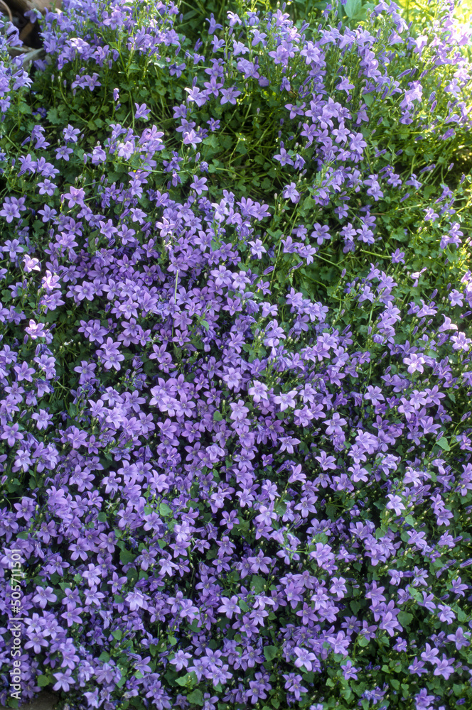 Campanule des murs, Campanula muralis, Campanula portenschlagiana Campanule des murs, Campanula muralis, Campanula portenschlagiana