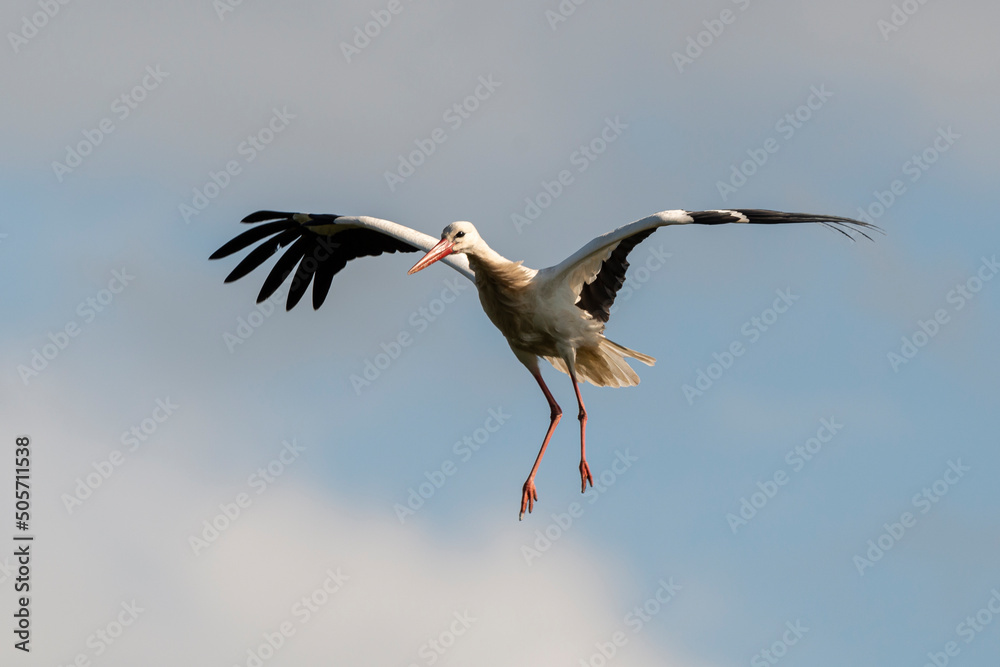 Cigogne blanche, nid,. Ciconia ciconia, White Stork, Chateau de la Rivière, Parc Naturel Régional des Marais du Cotentin et du Bessin, Manche, 50