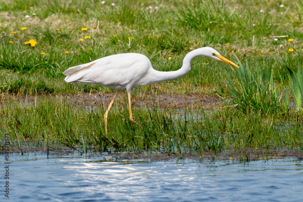 Fototapeta premium Grande Aigrette,. Ardea alba, Great Egret