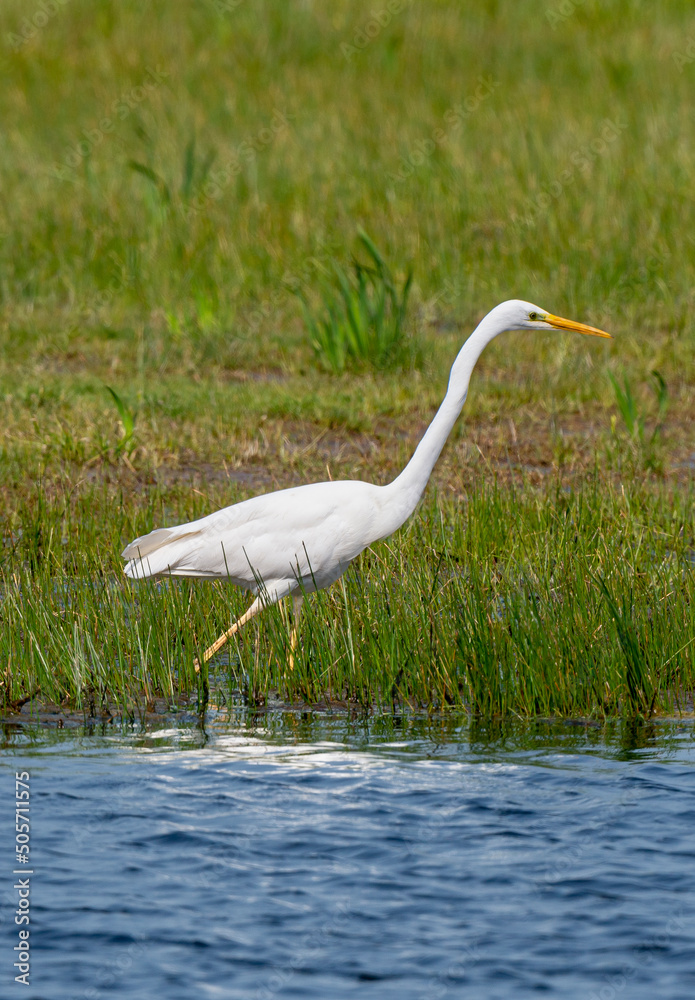 Obraz premium Grande Aigrette,. Ardea alba, Great Egret