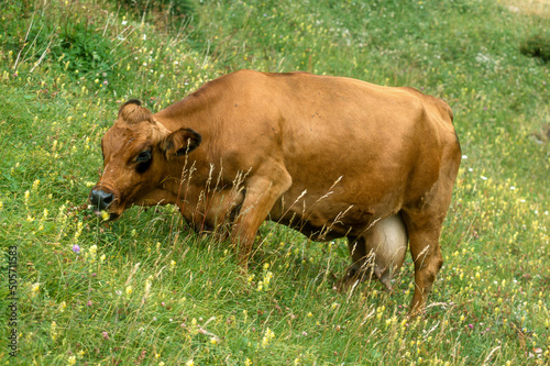 Vache Tarentaise photo