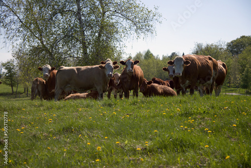 herd of brown cows in spring field country scene animal farm agriculture