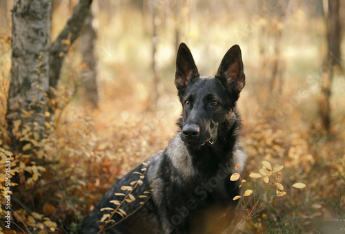 Fototapeta Naklejka Na Ścianę i Meble -  dog in nature. Autumn mood. German Shepherd in leaf fall in the forest