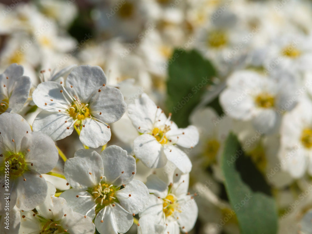 Spirea flowers or the bride's wreath close-up selective focus. Macro white spring flowers. Exquisite floral background for design or postcard Spirea flowers or the bride's wreath close-up selective focus. Macro white spring flowers. Exquisite floral background for design or postcard
