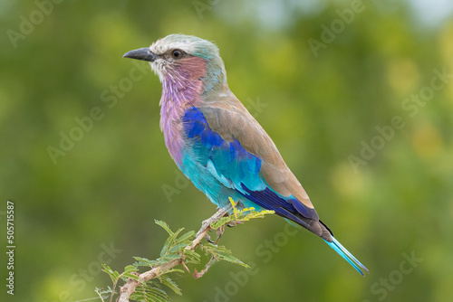 Colorful lilac-breasted roller - Coracias caudatus - on perch on green background. Photo from Kruger National Park in South Africa.