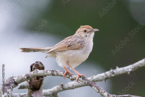 The wing-snapping cisticola, Ayres' cisticola - Cisticola ayresii -  perched. Photo from Kruger National Park in South Africa. photo