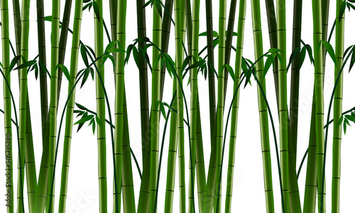 Lots of green bamboo wallpaper graphic resources isolated transparent background png