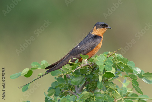 Red-breasted swallow - Hirundo semirufa - perched with green leaves in background. Photo from Kruger National Park in South Africa. photo