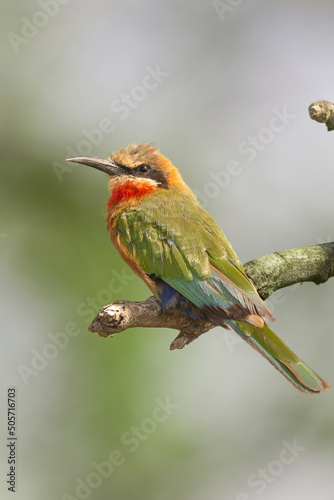 White-fronted bee-eater - Merops bullockoides- perched with green background. Photo from Kruger National Park in South Africa. © PIOTR