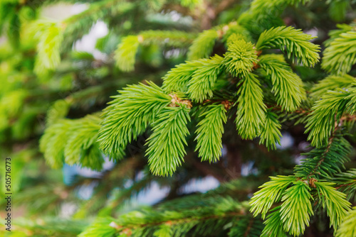 Pale green young needles on a branch of a Christmas tree. Young needles blossomed from a bud on a Christmas tree in spring.