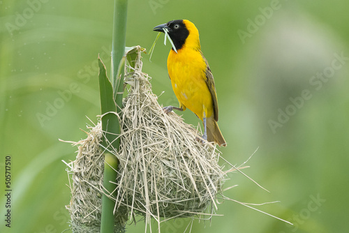 Bilde på lerret Lesser masked weaver - Ploceus intermedius - standing on the nest with grass in beak at green background