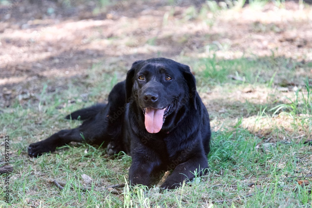 Splendid black labrador dog lying in the shade of a French forest on a day of strong heat.