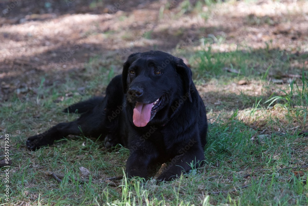 Splendid black labrador dog lying in the shade of a French forest on a day of strong heat. Splendid black labrador dog lying in the shade of a French forest on a day of strong heat.