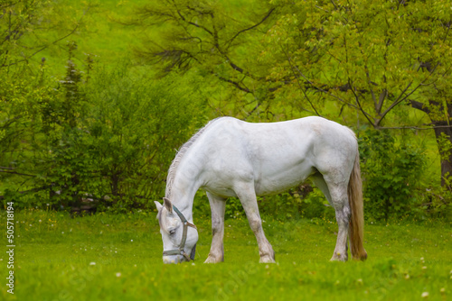 white horse graze on forest glade, summer countryside scene