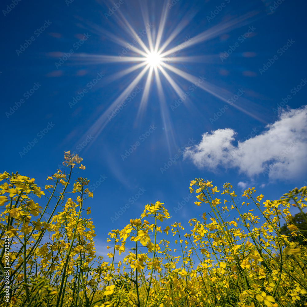 Obraz premium yellow rape field under sparkle sun, summer agricultural scene