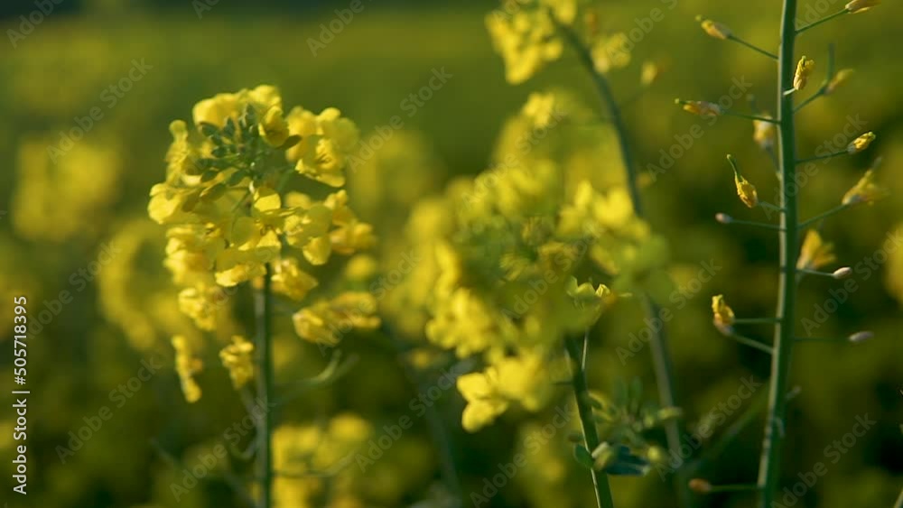 Defocus Rapeseed Fields On Springtime. Rack Focus Shot Defocus Rapeseed Fields On Springtime. Rack Focus Shot