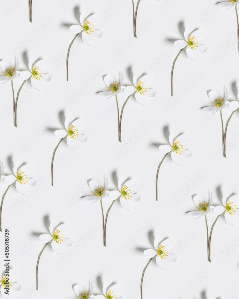 Creative pattern from small spring Anemone Nemorosa flowers on white background. Floral pattern, springtime ornament. Minimal style field flower, top view close up white wildflower, graphic florals