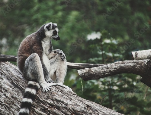 ring lemur