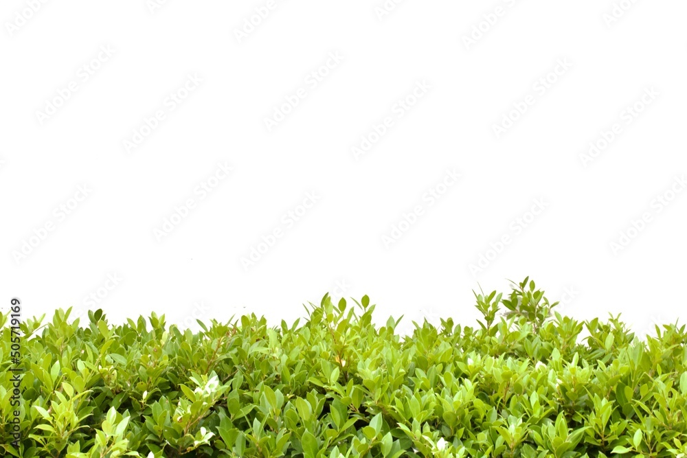 Obraz premium green grass background