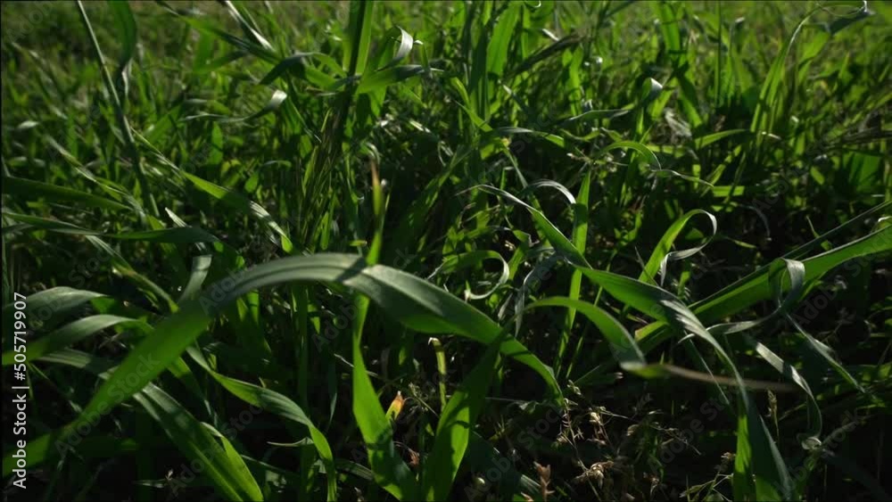 Grass swaying in wind. Slow motion. Close-up Grass swaying in wind. Slow motion. Close-up
