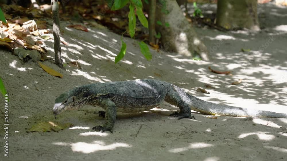 Large Asian water monitor lizard walks from jungle to beach. Varanus