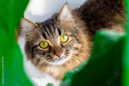 Fotografia Brown domestic siberian cat through green leaves of domestic plants