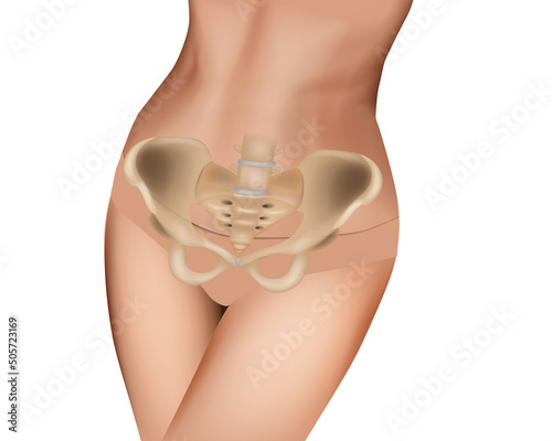 Female Pelvis Bone anatomy. Pelvis anatomical skeleton structure. Pelvis - Female highlighting normal anatomical bones. Vector