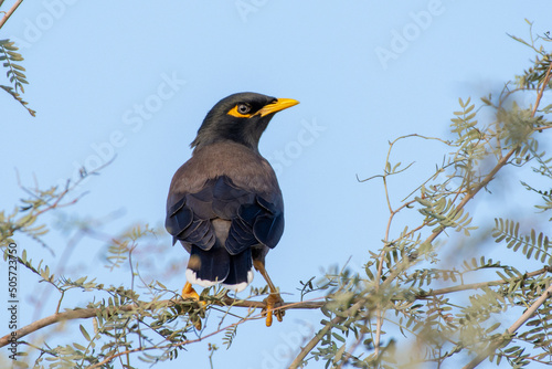 Common myna or Indian myna (Acridotheres tristis) close up in a tree.