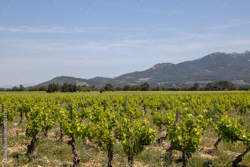 seen from vineyard in the Vaucluse in France - obrazy, fototapety, plakaty 