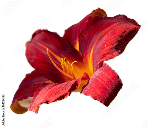 Deep red daylily blossom against a white background